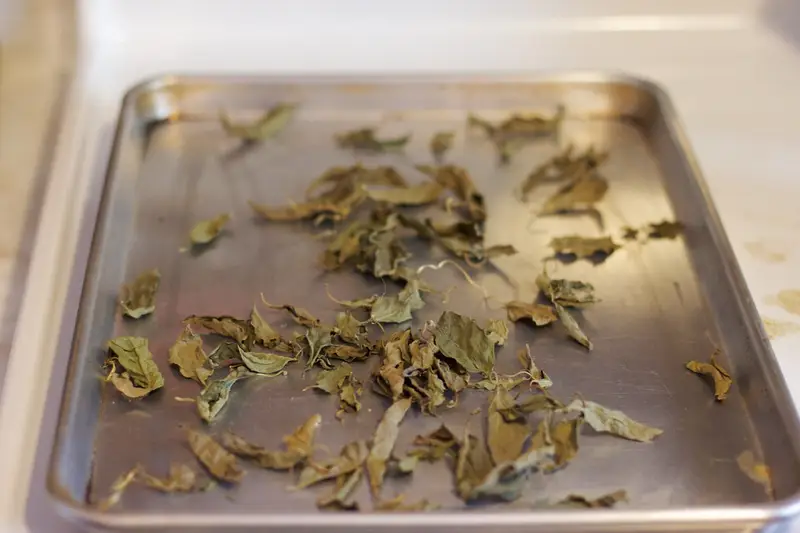 Dried herb leaves spread on a metal tray